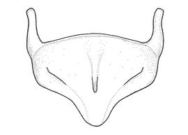   Anthidium porterae  male, diagram showing ventral view of sixth sternum (S6), diagram from Gonzalez and Griswold 2013 
